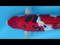 No.13 大正三色 53cm