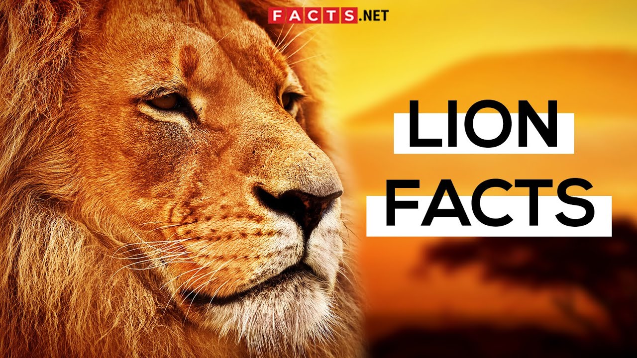 How loud is a lion's roar? And 4 other lion facts, Stories