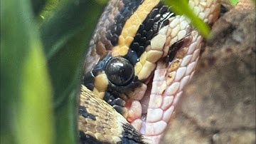 Ball Python Striking Mouse in Slow Motion 