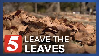 Should you rake up your leaves? Conservationists say no
