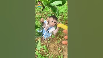 Baby monkey and tree climbing challenge  #Mimimonkey #shortsvideo #shorts  #babymonkey