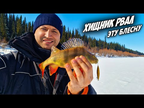 БОМБИТ ЗОЛОТАЯ ЛУНКА \ НАПОРОЛИСЬ НА СТАЮ ГОРБАЧЕЙ \ ПРОСТО ХОРОШАЯ РЫБАЛКА \ НА СЕВЕРЕ ЕЩЁ ЗИМА