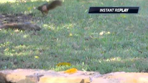 Squirrel bow kill.. SNIPE!