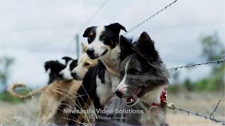 Dogs - Drovers Stinger