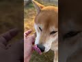 くちゃらー#柴犬 #癒し #可愛い