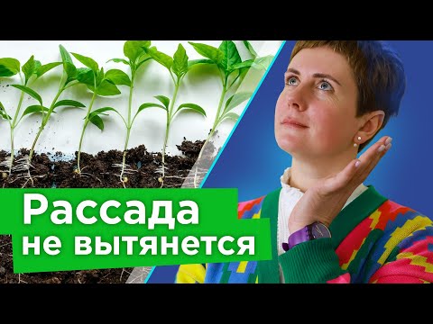 РАССАДА НИКОГДА НЕ ВЫТЯНЕТСЯ, если делать так! Как получить низенькую и толстенькую рассаду?