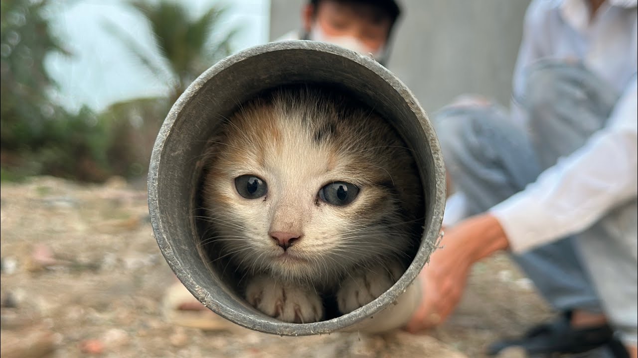 Rescue Kitten Stuck In Water Pipe : Narrow Spaces Scare Kittens. - YouTube