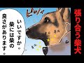【世界の終わりに柴犬と】名言切り抜き#14 張り合う柴犬