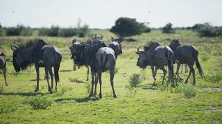 Large wildebeest herd with calves grazing and walking on green african savanna of national park