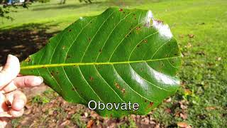 Ethnobotany 060 Leaf shape