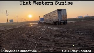 The Loading Cattle, Stretched 379, and Muddy Feedlots.