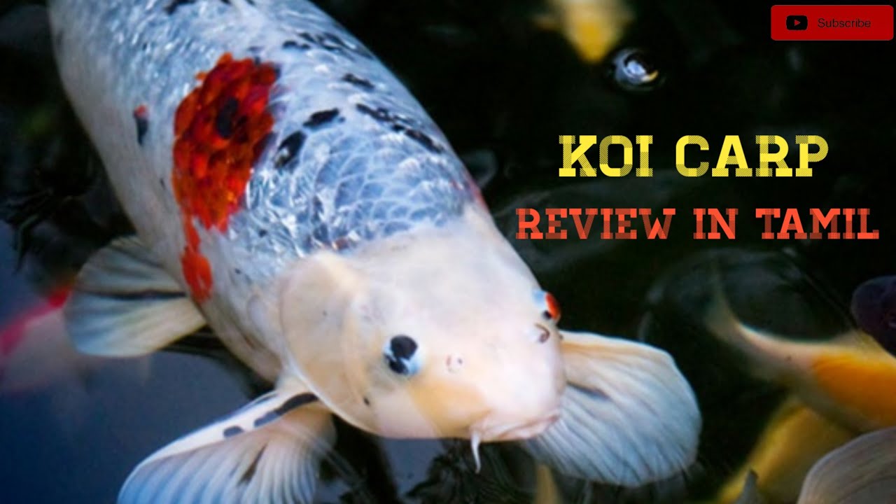 Koi carp fish review in tamil pets of peace தமிழ் YouTube