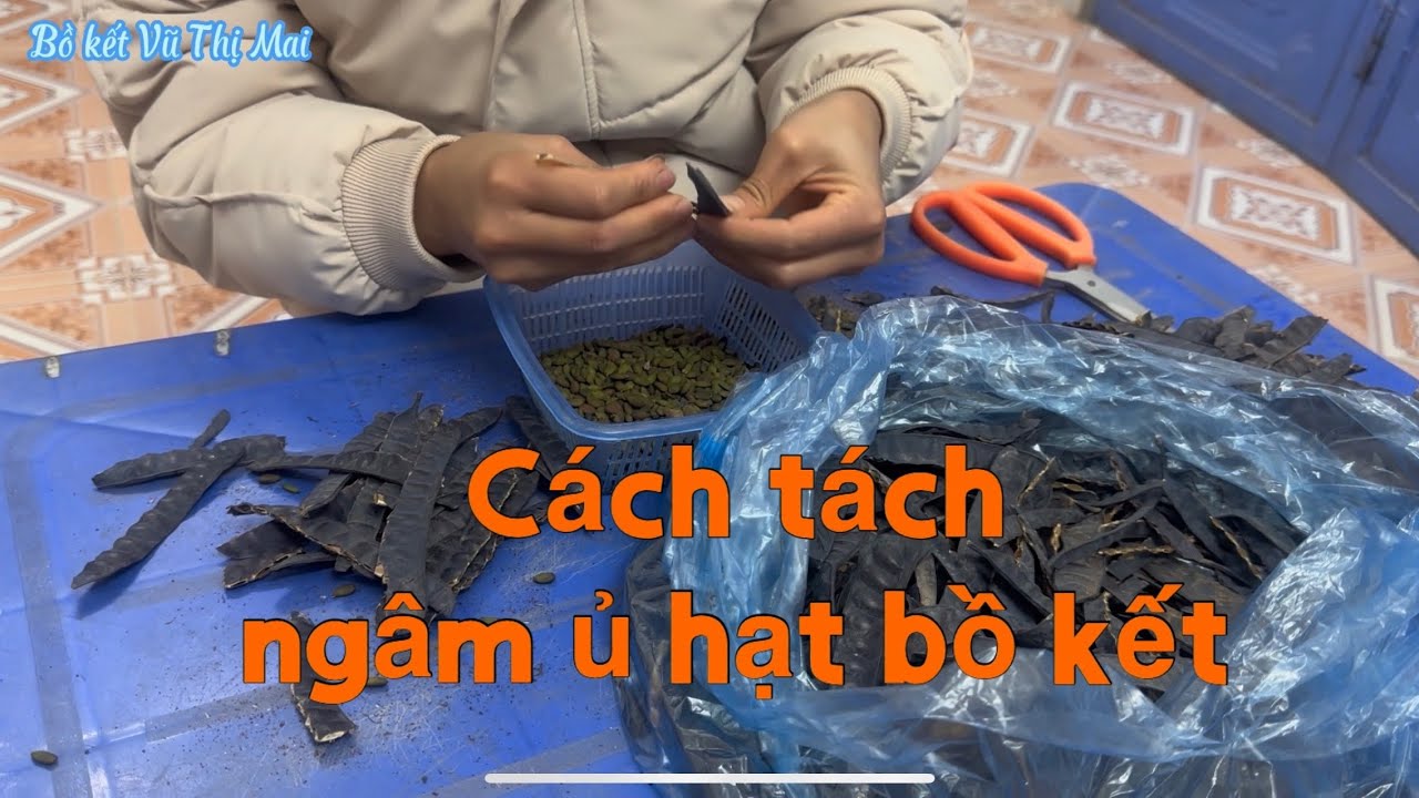 Cách tách hạt|Bồ Kết|