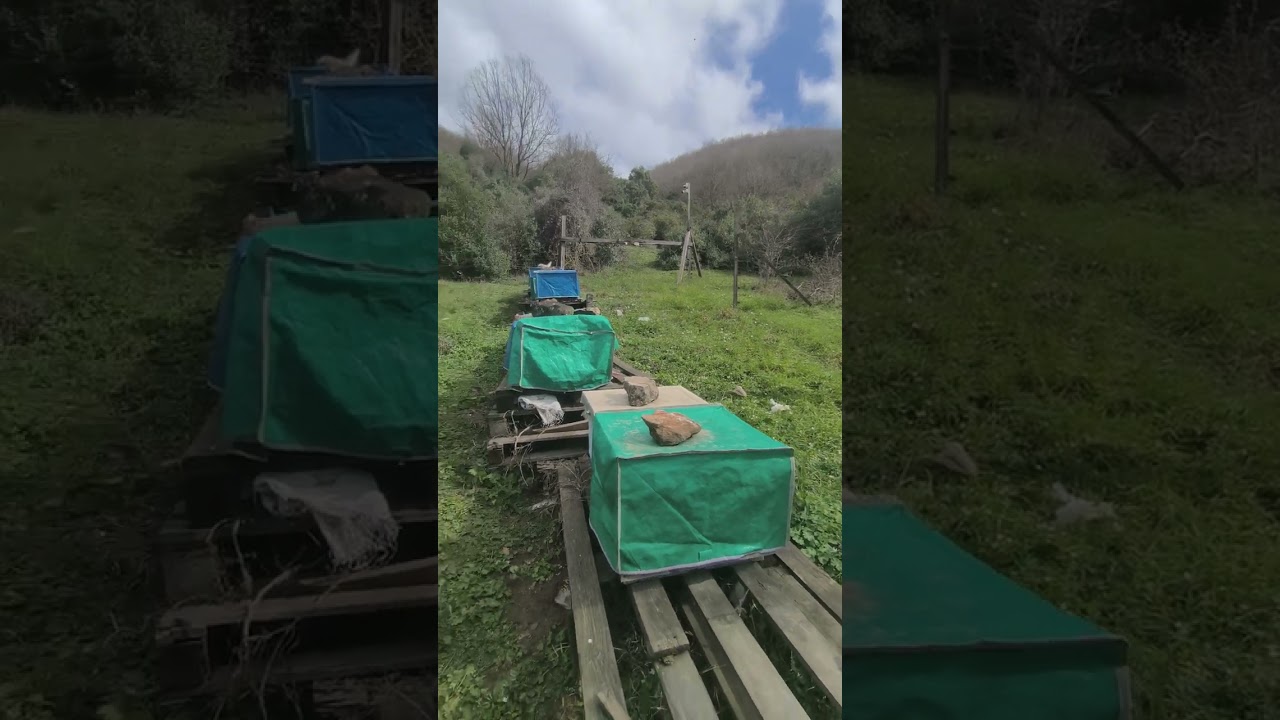 1 Mart 2026 arı kontrolü ❤️❤️❤️🌹