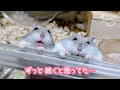 ずっと続くと思ってた。こんなに穏やかな日が突然終わるだなんて…【ハムスター多頭飼い】
