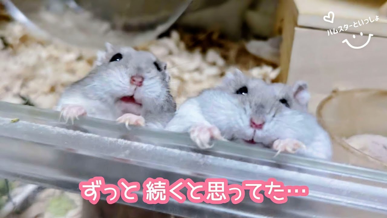 ずっと続くと思ってた。こんなに穏やかな日が突然終わるだなんて…【ハムスター多頭飼い】