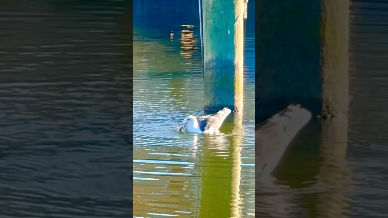 Seagull catches crab 🦀 