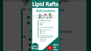 Lipid rafts | Composition of Lipid rafts | cell bio in 1 minute