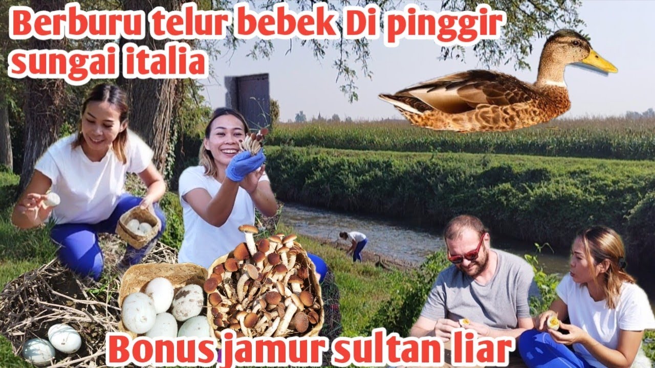 BERBURU TELUR BEBEK DI PINGGIR SUNGAI ITALIA DAPAT BONUS JAMUR LIAR MAHAL
