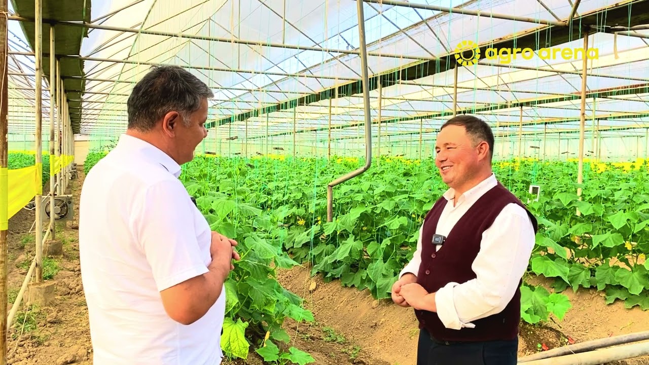 Issiqxonada Bogring🥒🥒etishtirish agrotexnikasi 2-qism