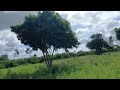May 14 2026 Beertan Quruxda Badan 3 Accer Oo Iib Makawe Lamu 