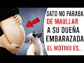Gato No Dejaba De Maullar A Su Dueña Embarazada El Motivo Era Asombroso