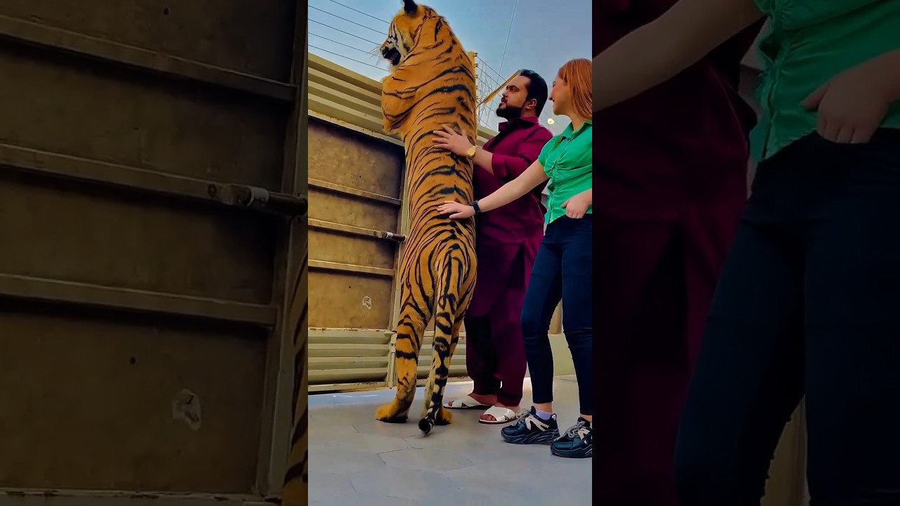 Lion ha Billi nhi...😡😠|Mian Saqib|#ytshorts #petlover #miyanbhai #zmpbirds