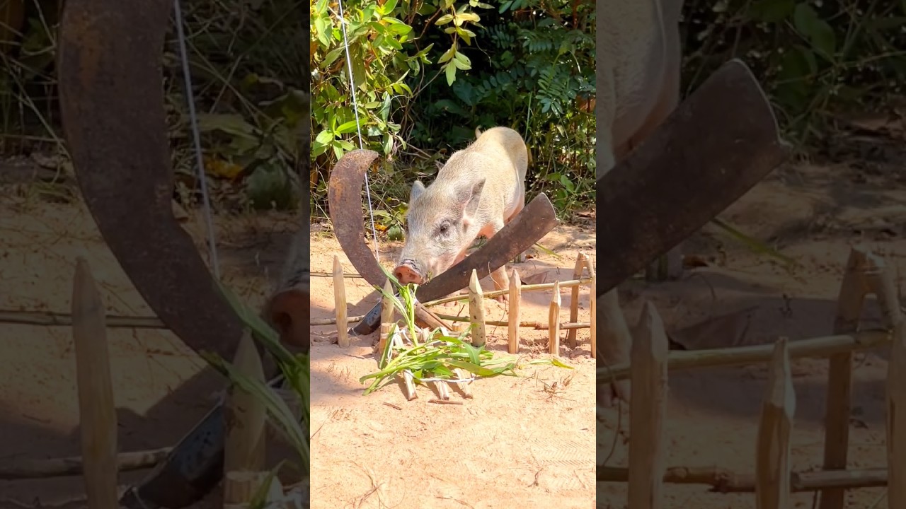 Amazing Quick Powerful Wild boar Trapping Using Wood and Knife_ Deep Hole 