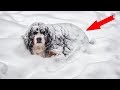 People found a dog in the snow, and they discovered with horror what she was hiding under her body