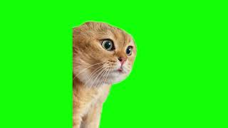 talking cat meme (green screen)