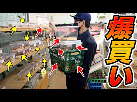 I Went To One Of The Largest Insect Shops In The Kanto Region And Bought As Many Living Creatures