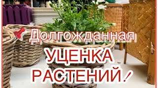 Долгожданная УЦЕНКА РАСТЕНИЙ🪴для дома и сада. Здоровый вид и низкая цена☝️(май,2024)