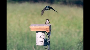 Tree Swallows Mating ~ Brighton NY ~ 052818