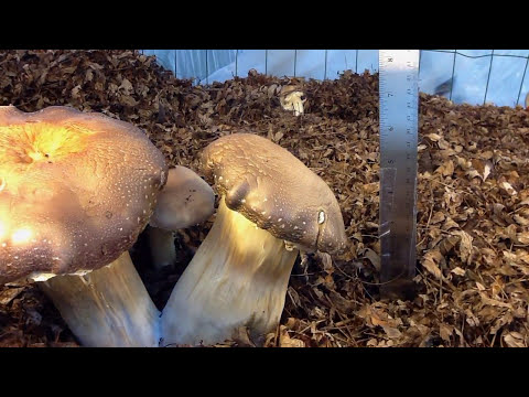 Mushroom Growth Time Lapse - Stropharia Rugosoannulata