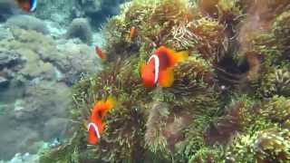 Orchid Island 2014 - SnorkelingFreedivingScuba Diving ...