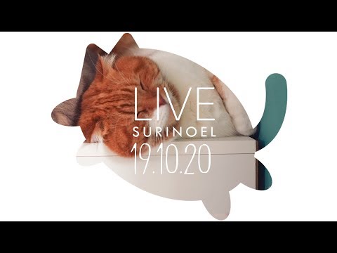 생방송 수리노을 고양이가족 19.10.20 LIVE 【SURI&NOEL】