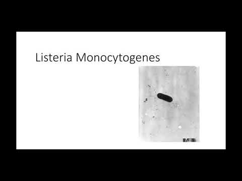 Batteriologia - Lezione 13, Listeria Monocytogenes