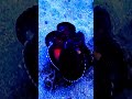 Mariana Trench 😱 ki ajibo garib sacchai #hindifacts #mystery #bermudas #dark