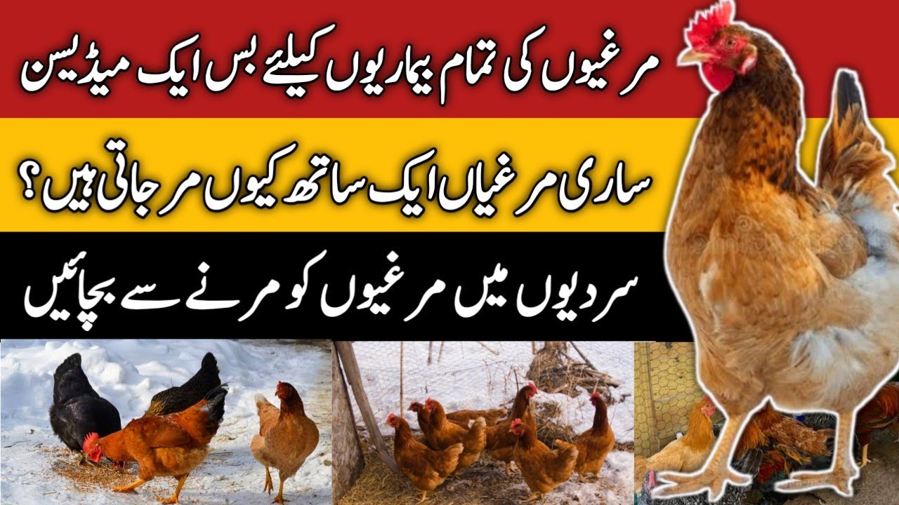 Murgiyon Ke Nazla Zukam Aur Resha Ka Ilaj | Complete Guideline In Urdu Hindi | Mini Zoo Birds