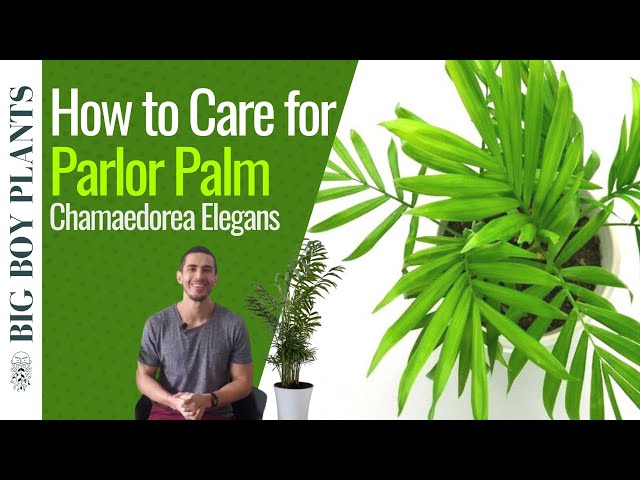 decorative pot for indoor plant White Bird of Paradise in Deco Planter main image 1