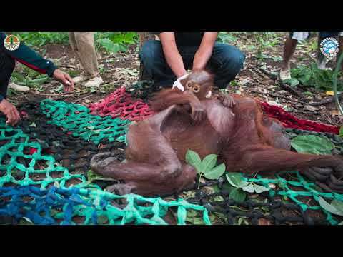 Video: Pet Scoop: salvato Orangutan del bambino prospera, pugile dell'eroe rimosso dal ventilatore