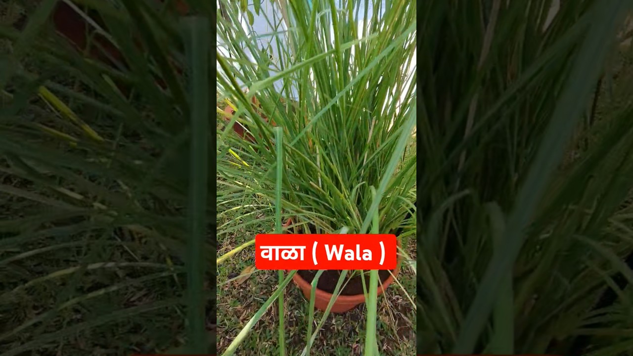 𝙑𝙚𝙩𝙞𝙫𝙚𝙧 𝙜𝙧𝙖𝙨𝙨/𝙆𝙝𝙪𝙨 𝙂𝙧𝙖𝙨𝙨 