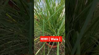 𝙑𝙚𝙩𝙞𝙫𝙚𝙧 𝙜𝙧𝙖𝙨𝙨/𝙆𝙝𝙪𝙨 𝙂𝙧𝙖𝙨𝙨 #wala #shorts #botanyworld #gardening #grass #cooling #biology #plants