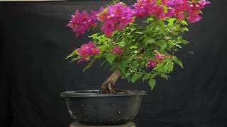 How to make a Bougainvillea bonsai Amazing Tree | Bougainvillea ka bonsai Kaise Banaye | DIY BONSAI