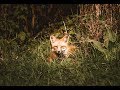 Photographing A Red Tail Fox: A How to guide to wildlife photography