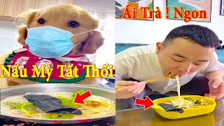 Thú Cưng TV | Dương KC Pets | Tứ Mao Đại Náo #11 | Chó Golden Gâu Đần thông minh vui nhộn | cute dog