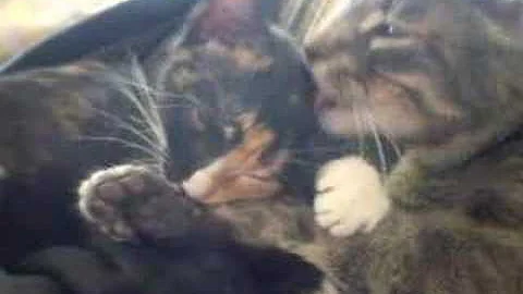 Frances nursing on Dignan