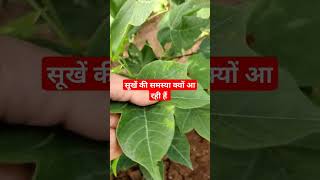 सूखें की समस्या क्यों आ रही हैं|| Pottasium Deficiency of Cotton|| What is Pottasium Deficiency