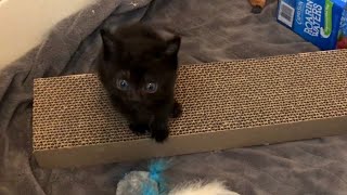 Getting Kitten Bean “To Go” by Community Cats 2,146 views 1 year ago 13 minutes, 7 seconds