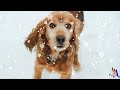 Пёс Бяша посмотрел, как хозяин откапывает легковушку, застрявшую в снегу — и тут же кинулся помогать